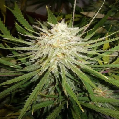 Female Seeds - C´99