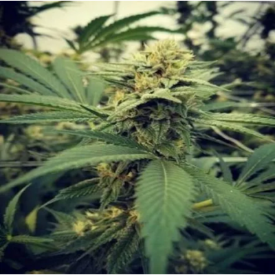 Female Seeds - Critical Sour