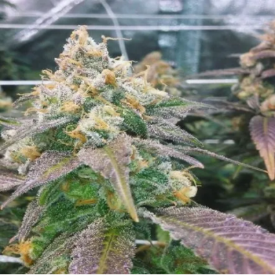Female Seeds - Dream Berry