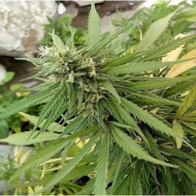 Female Seeds - Easy Sativa